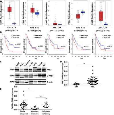 PAK1 Mediates Bone Marrow Stromal Cell-Induced Drug Resistance in Acute Myeloid Leukemia via ERK1/2 Signaling Pathway